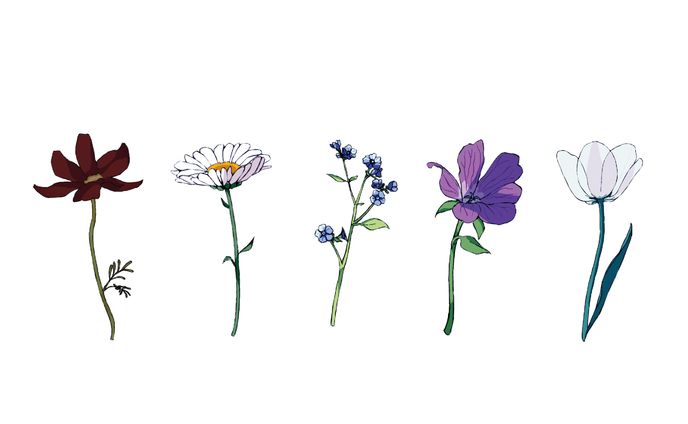イラスト　植物