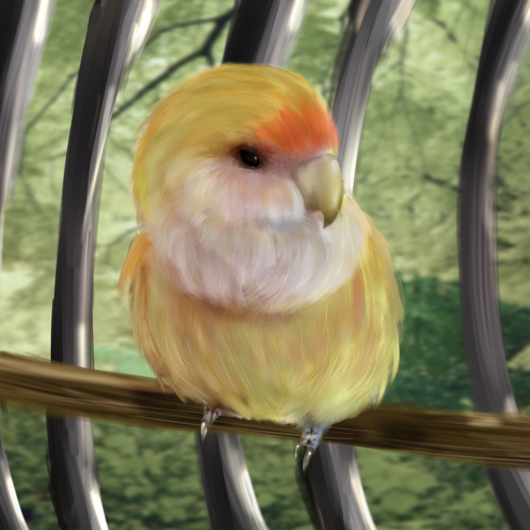 インコのトロちゃん-1