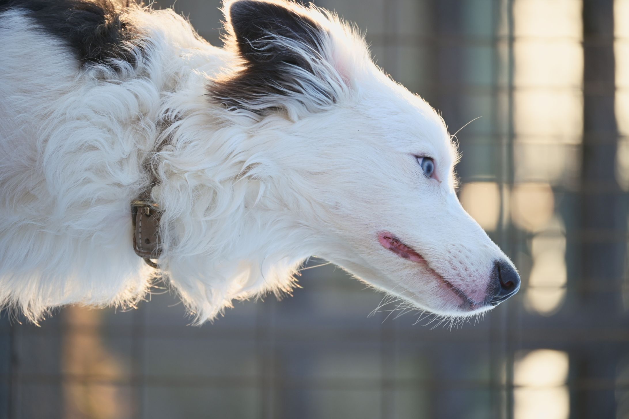 ボーダーコリー-1