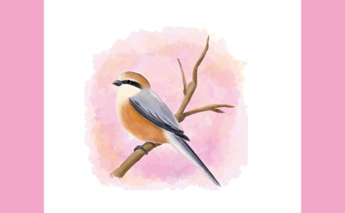 イラストレーション