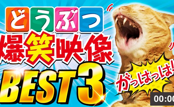 動物爆笑