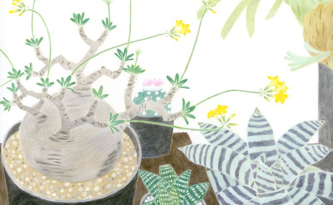 植物