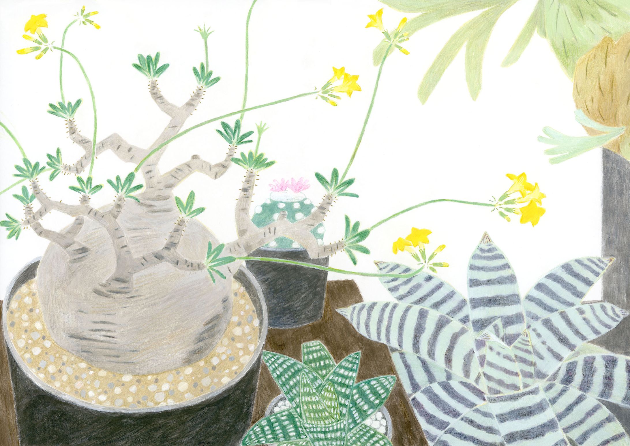 植物-1