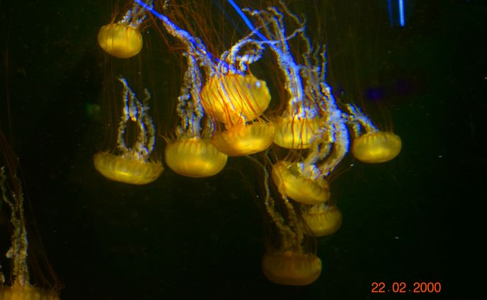 isns @ SEA aquarium (photos)
