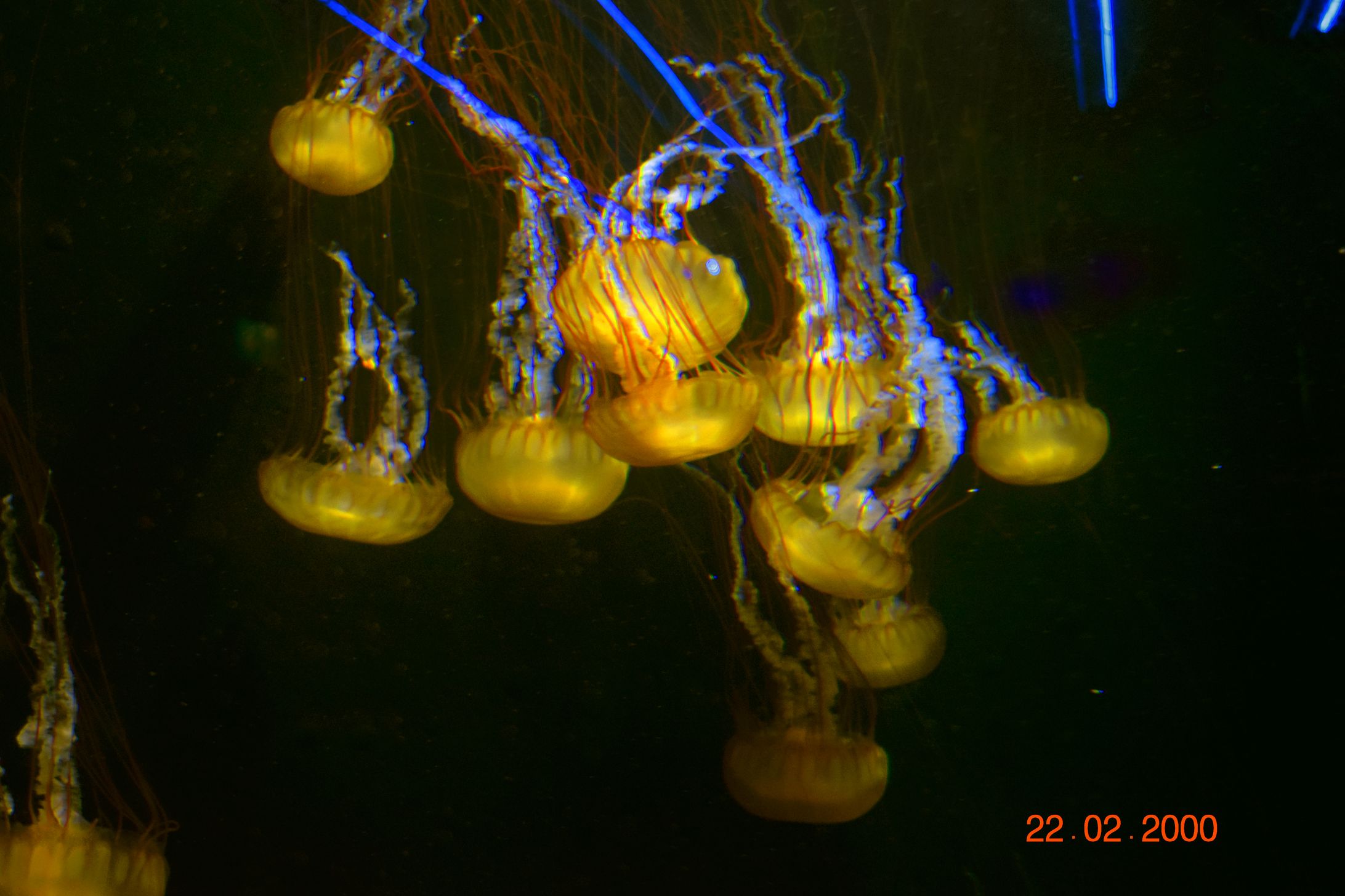 isns @ SEA aquarium (photos)-1