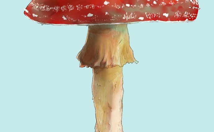 きのこ