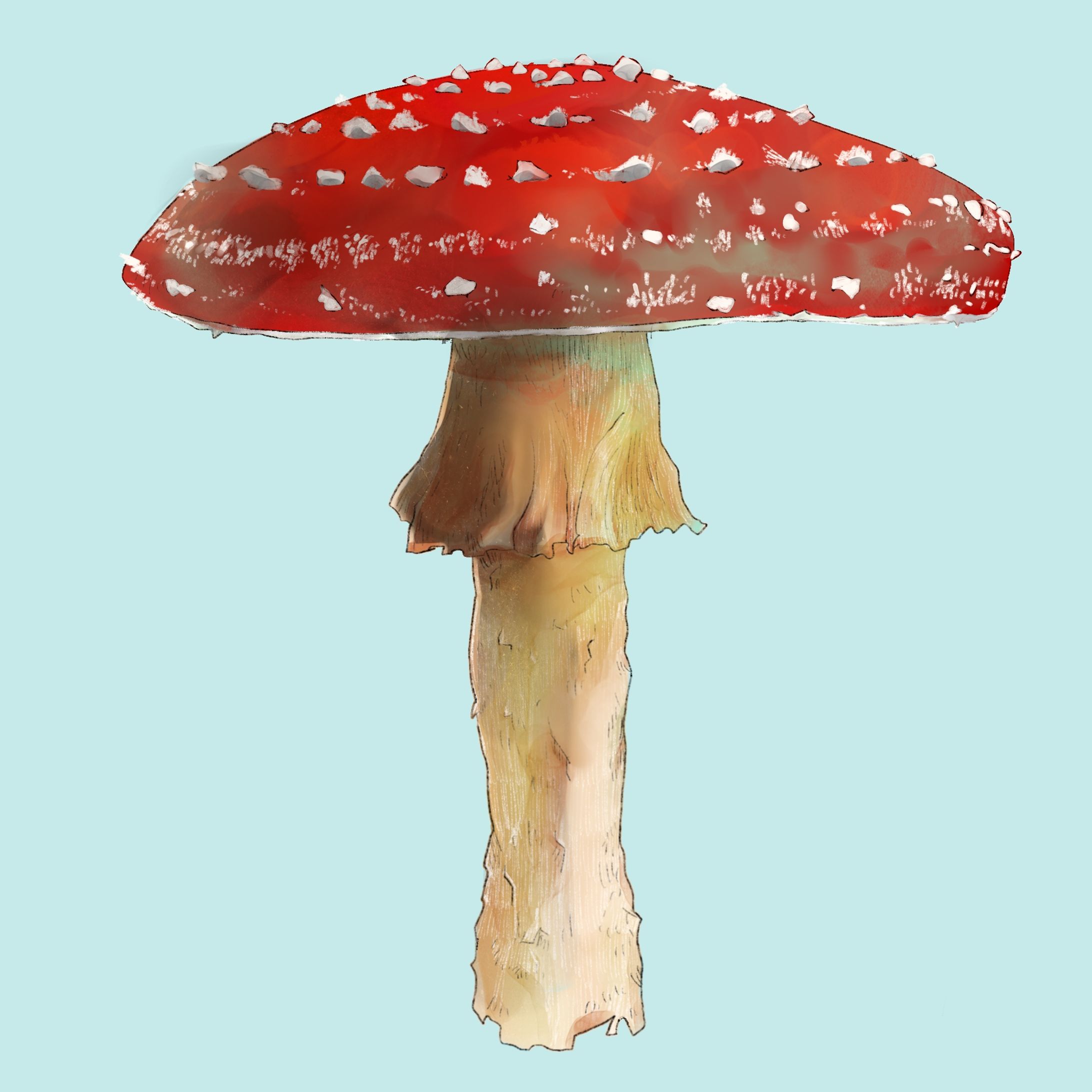 きのこ-1
