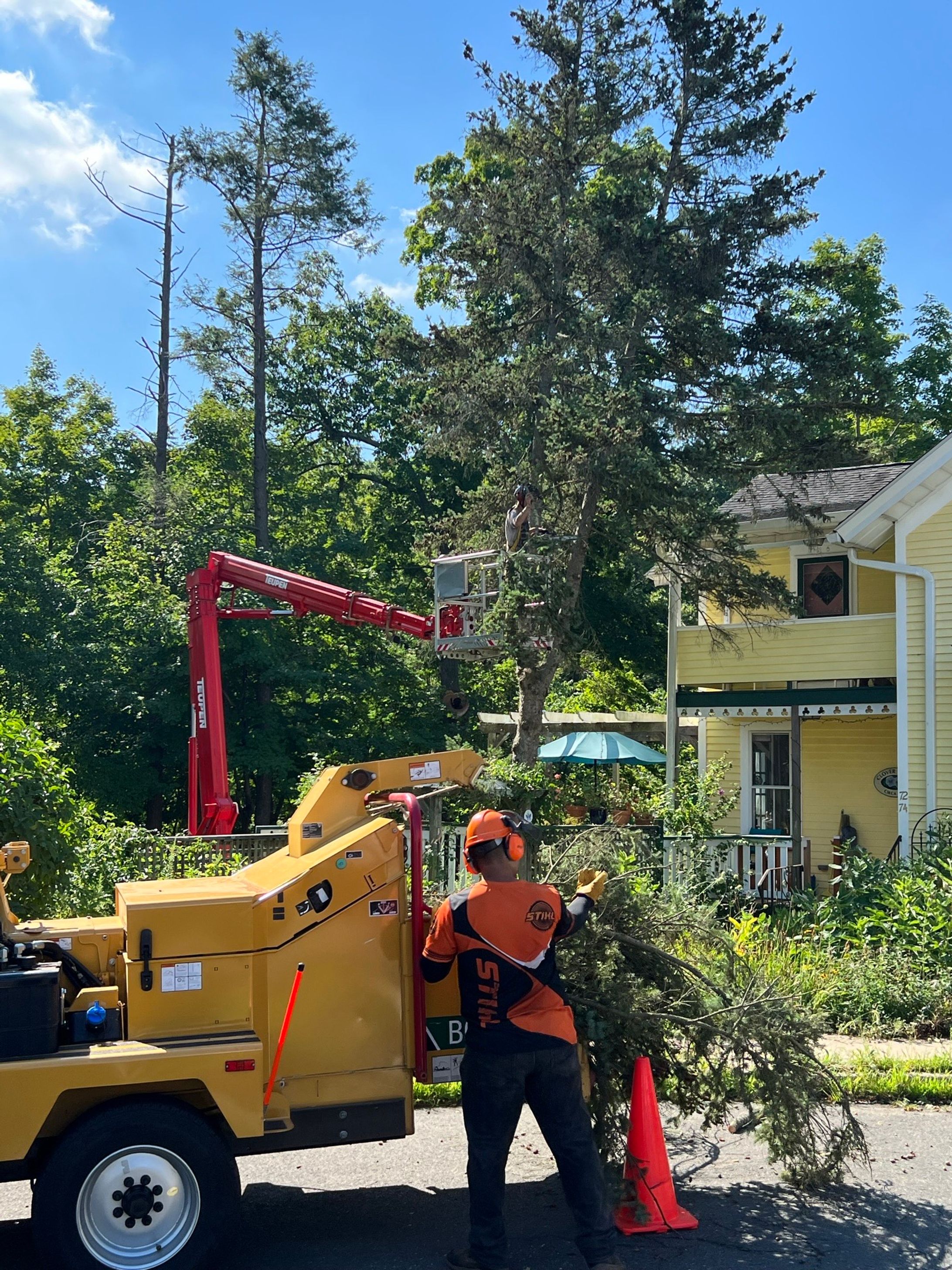 Tree Pruning Service in Westbrook CT | Arborist Care-1