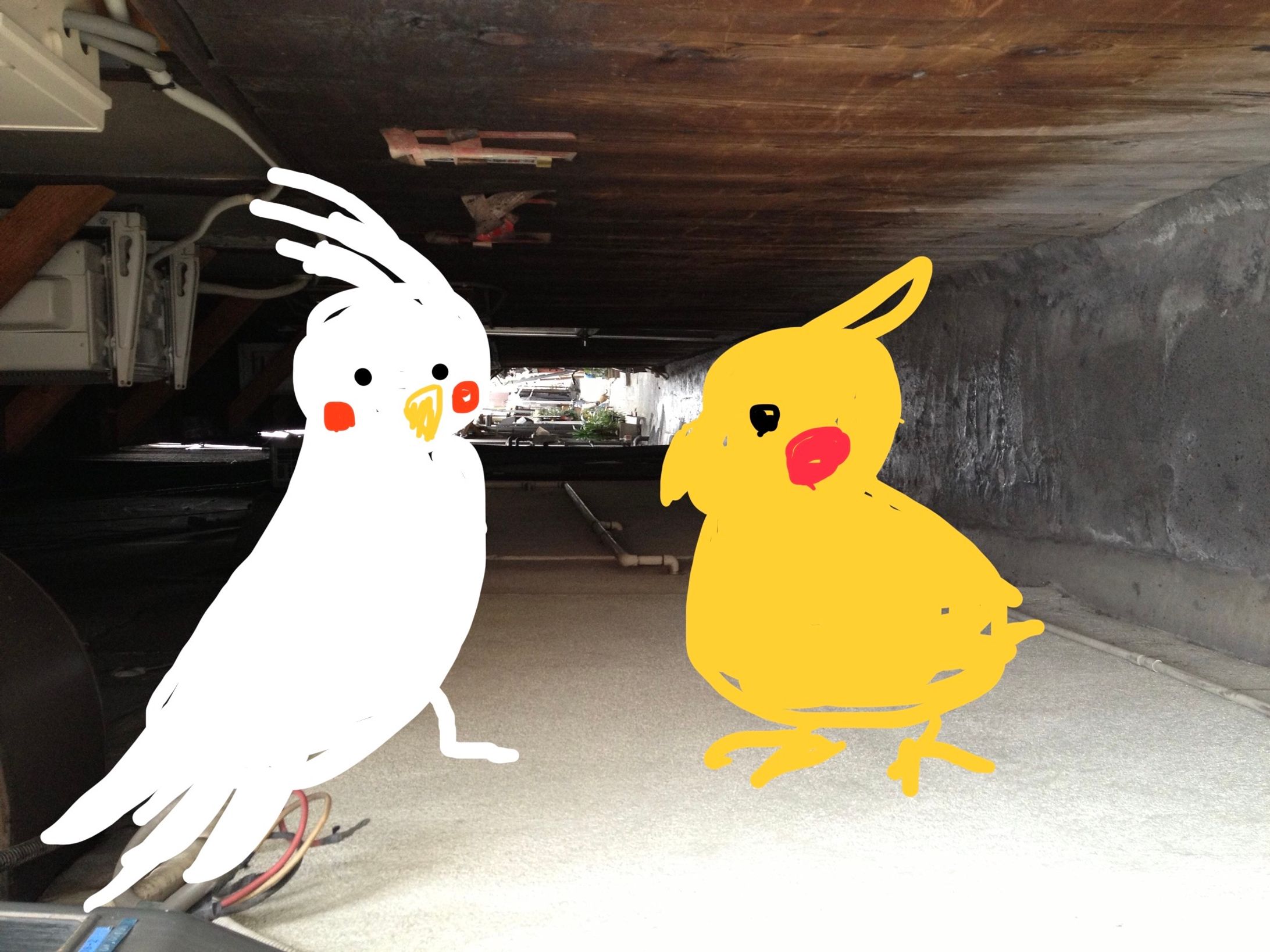 オカメインコ-1