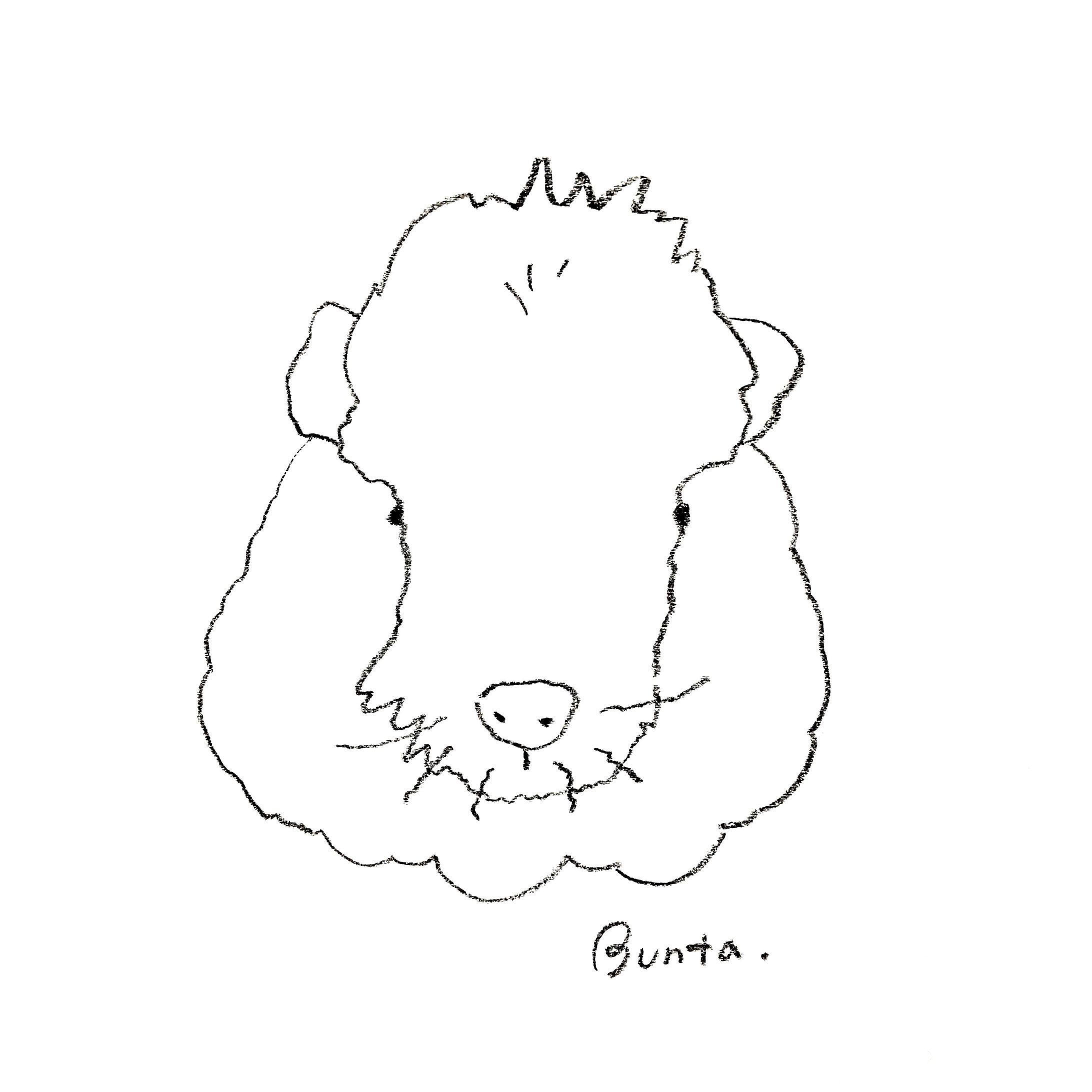 モルモット-1