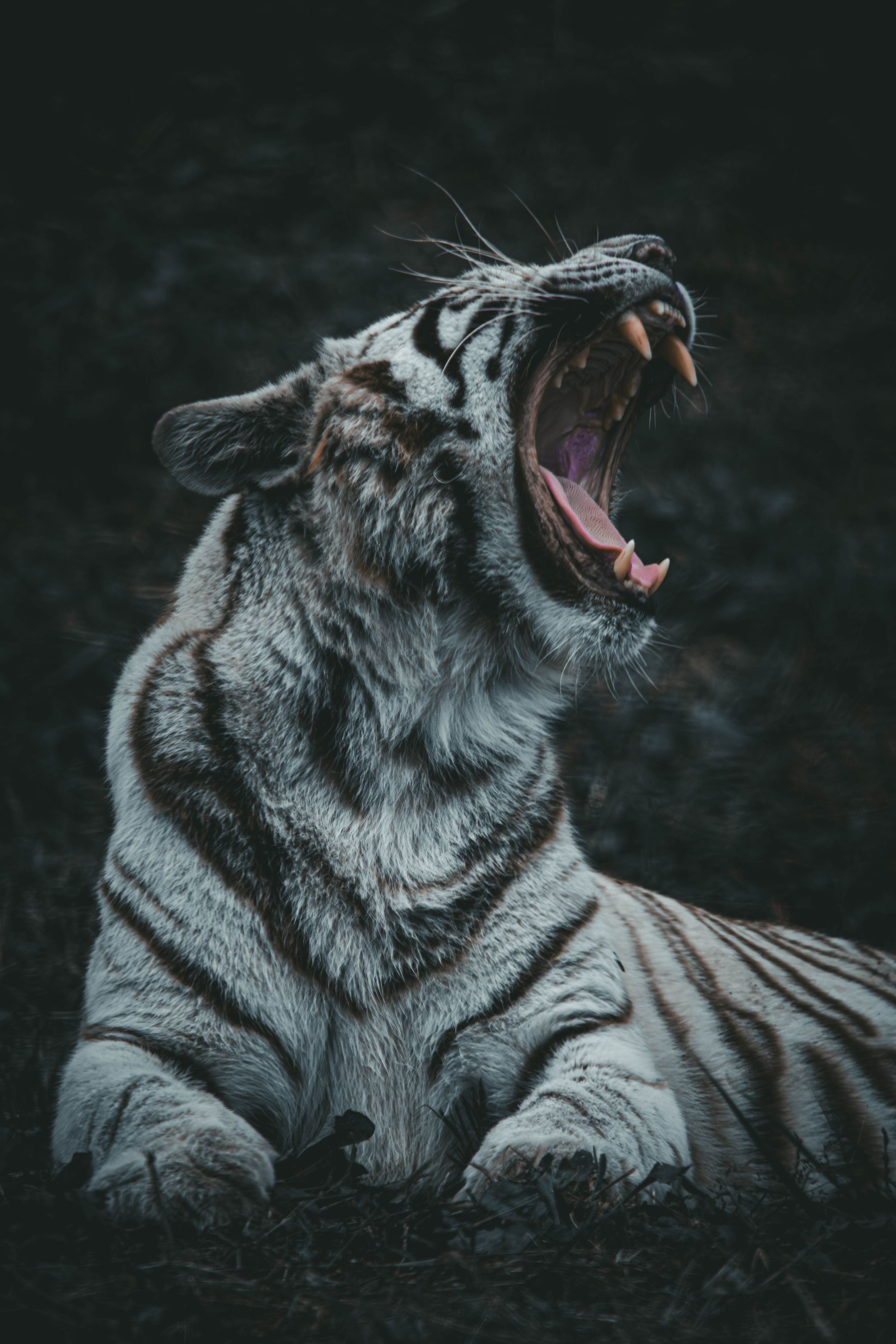 Photography - Safari Animals-1