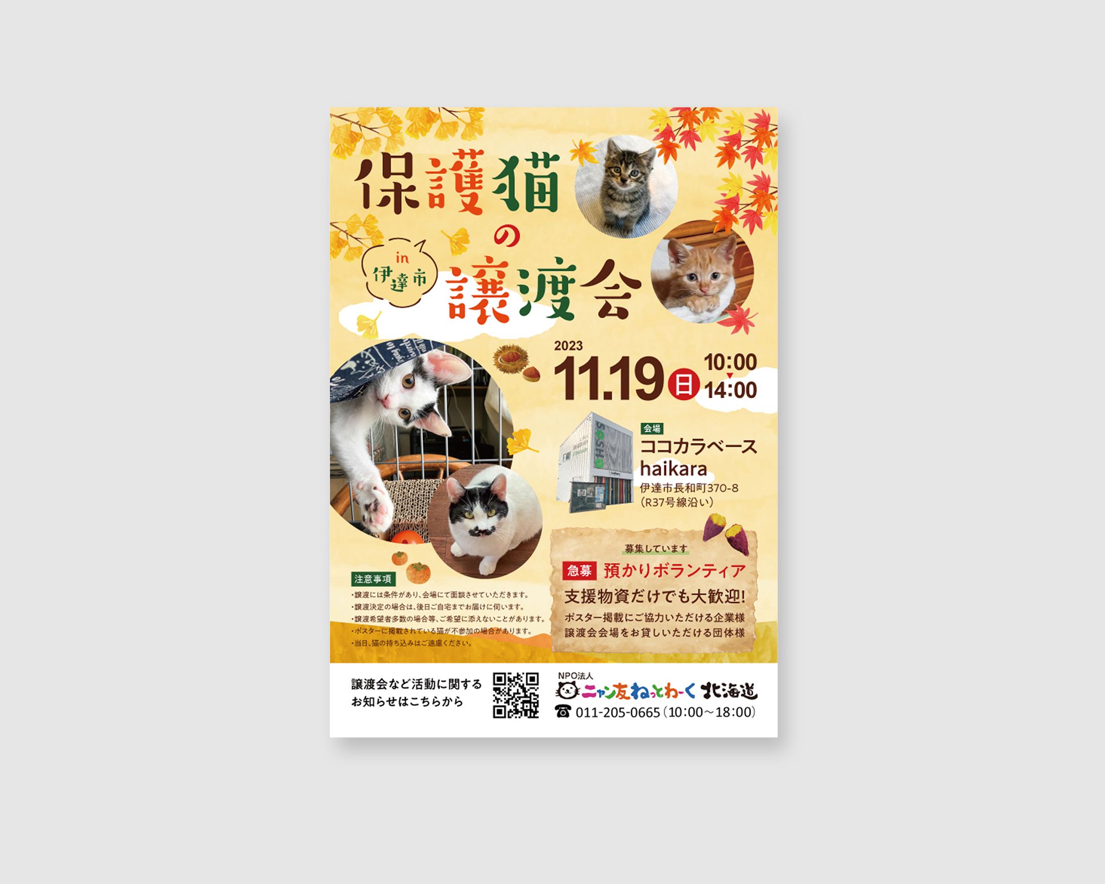 【実績】保護猫の譲渡会ポスター（2023年11月）-1