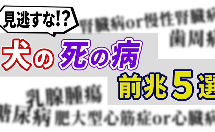 犬の病気（サムネ）