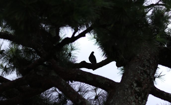 bird