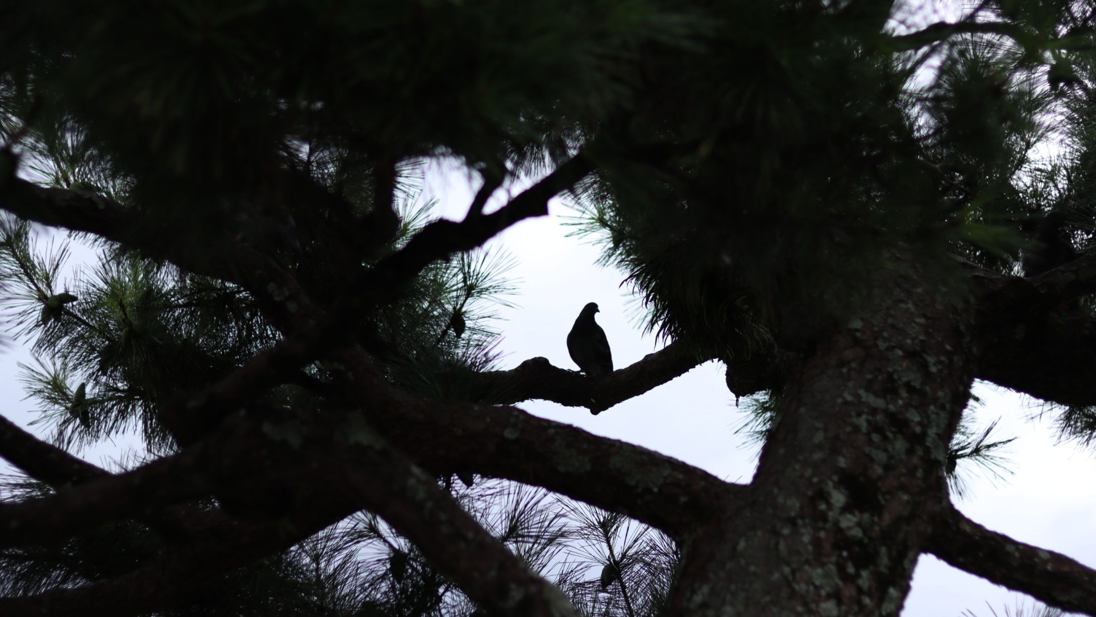 bird-1