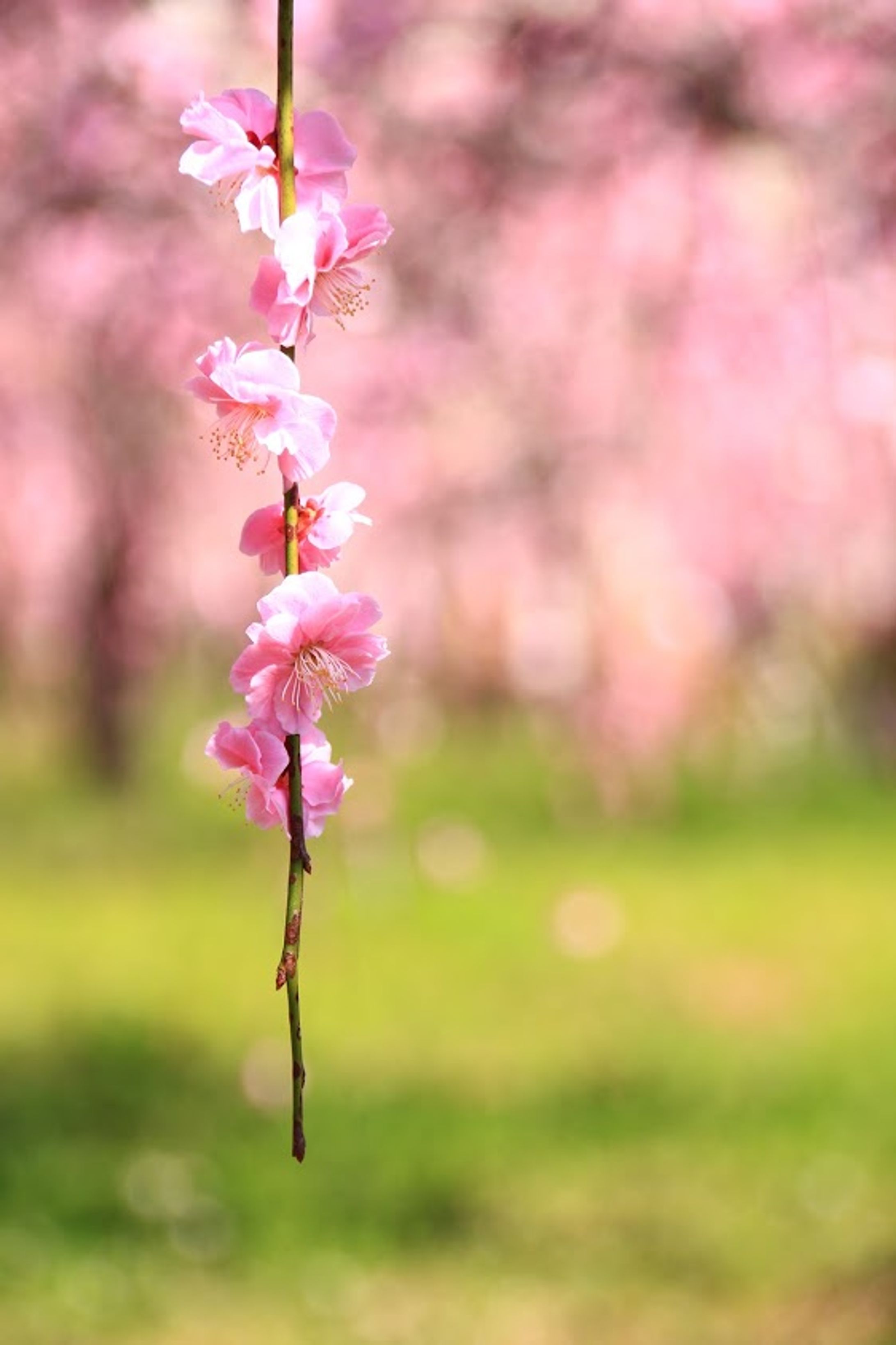 Flower-1