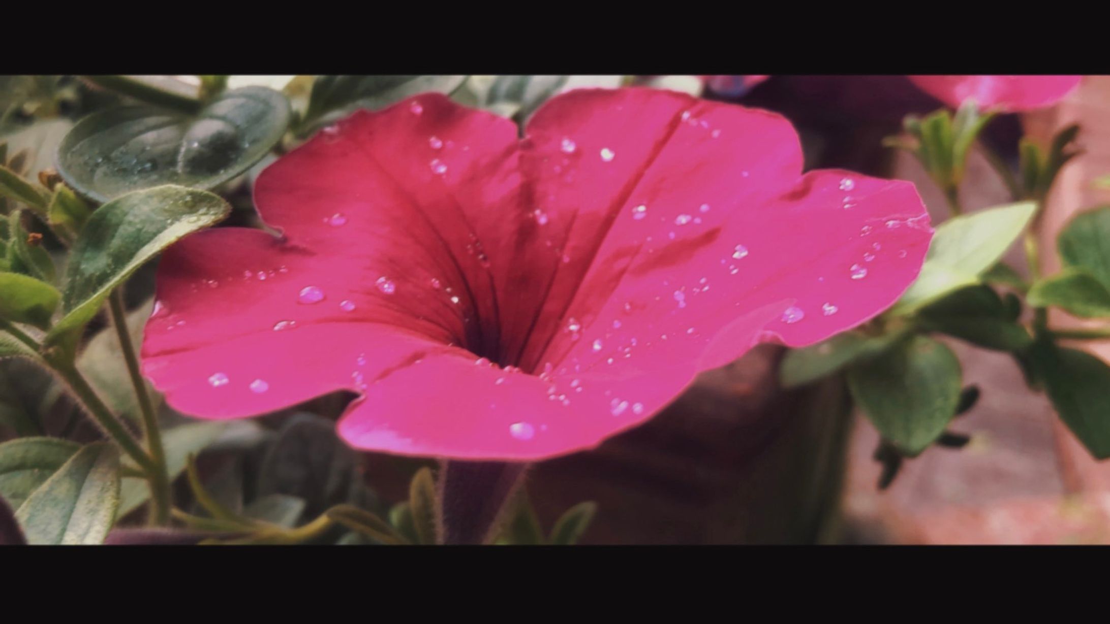 iPhone X Photo-1