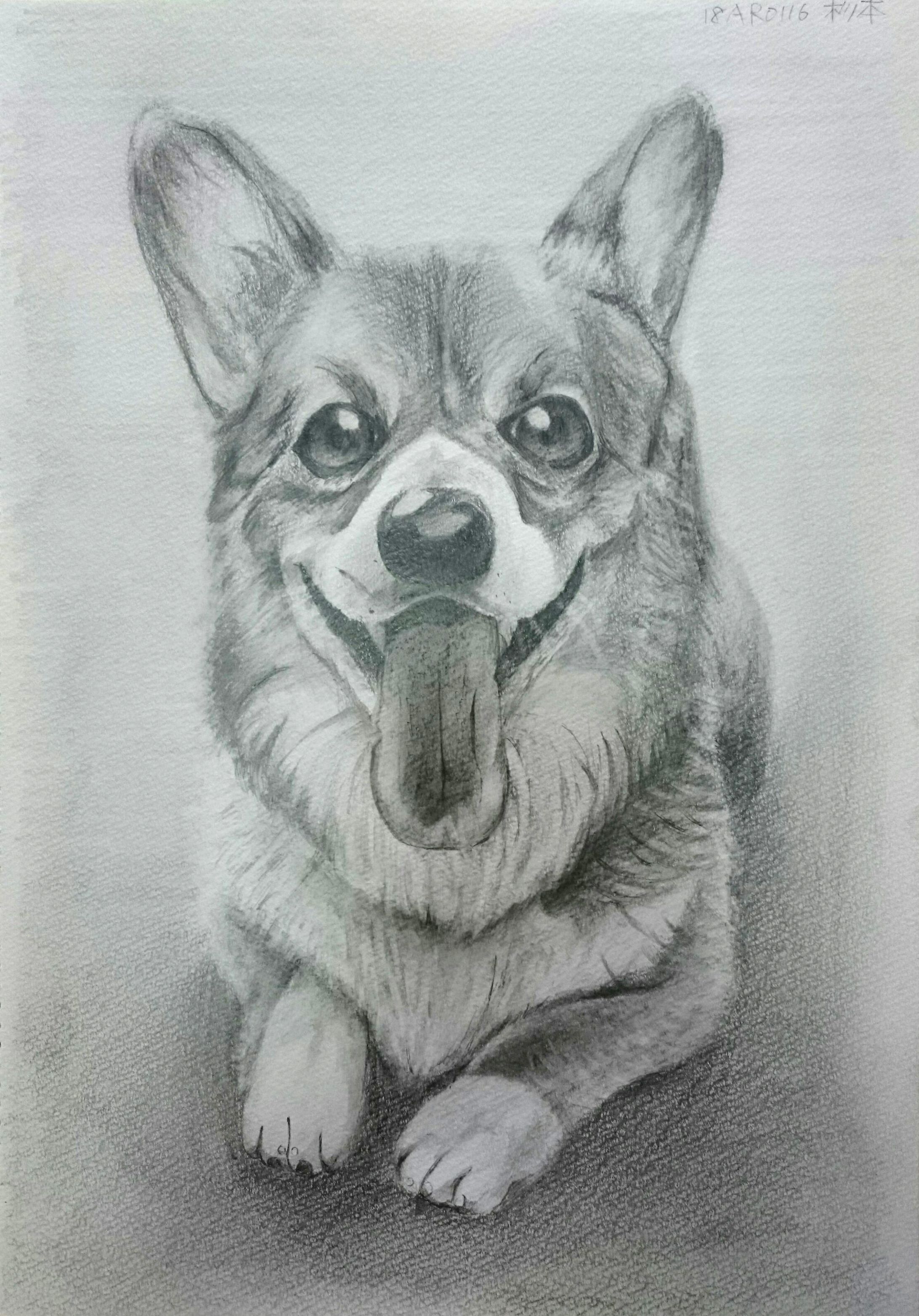 デッサン_犬-1