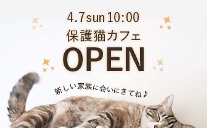 保護猫カフェ