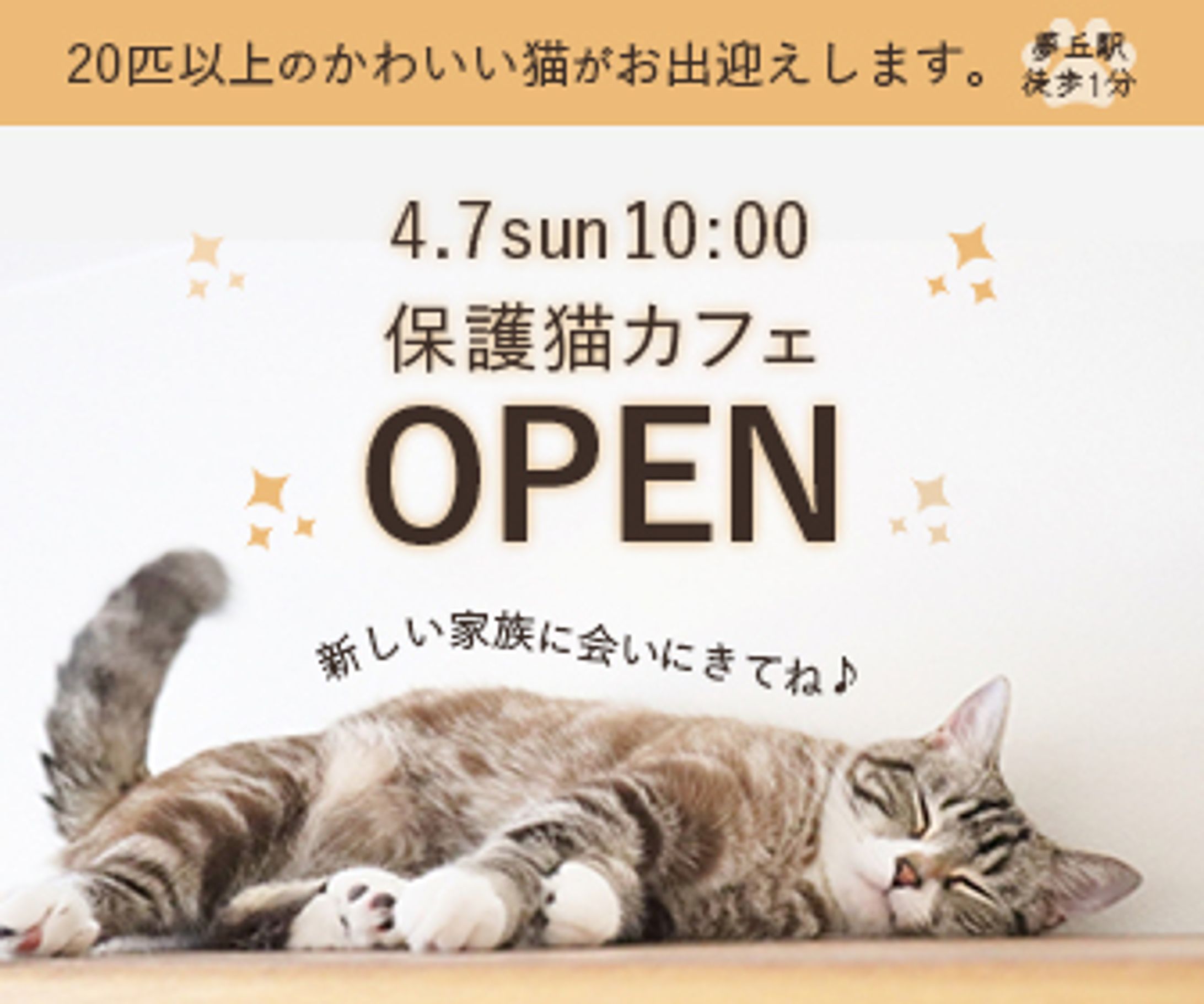 保護猫カフェ-1