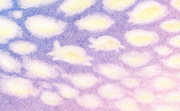 あ、カメみっけ。