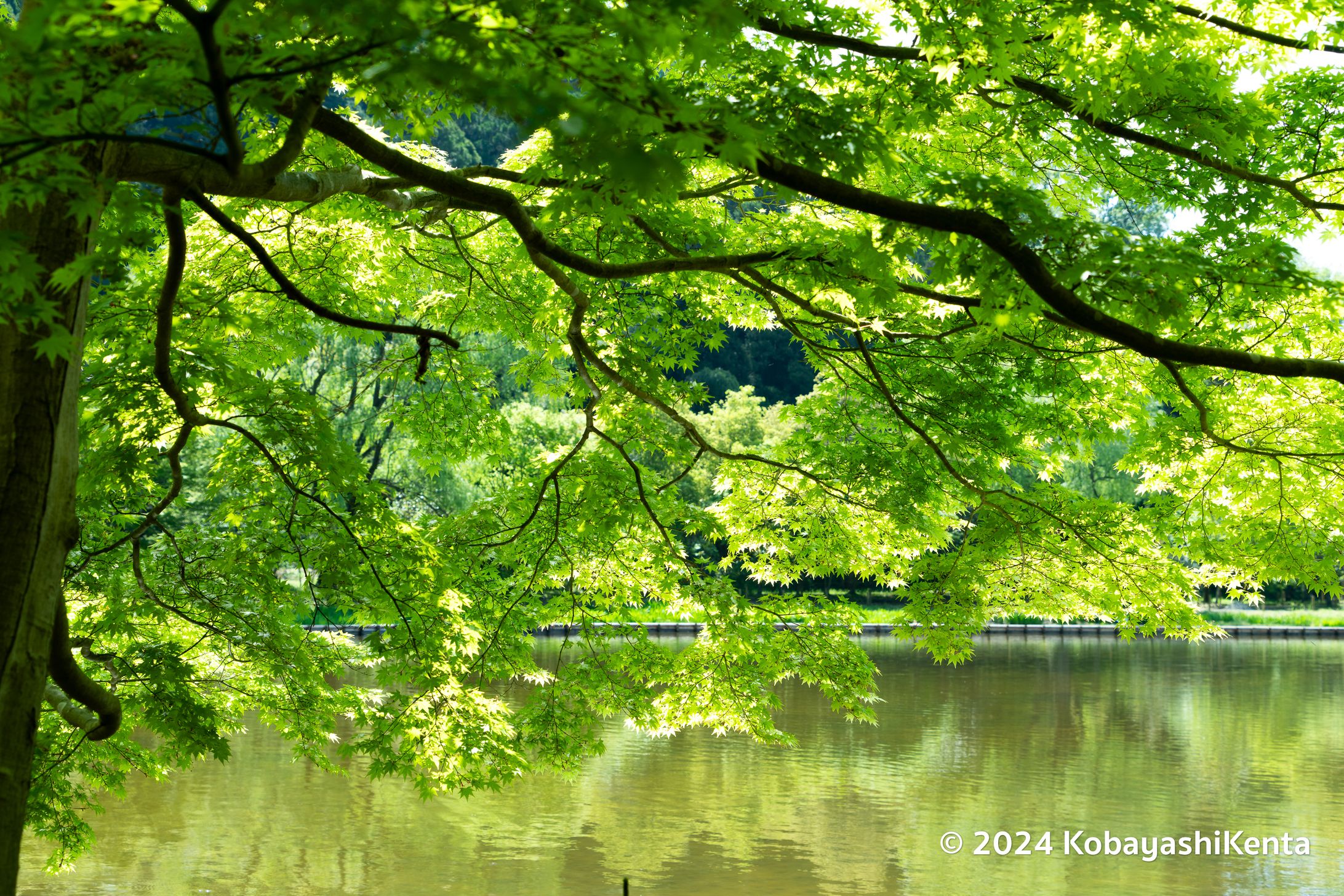 白水阿弥陀堂-1