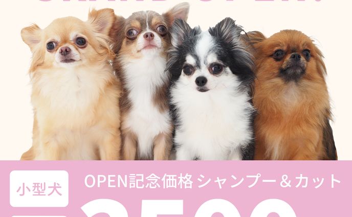 デザイナー、歌ってみたmv