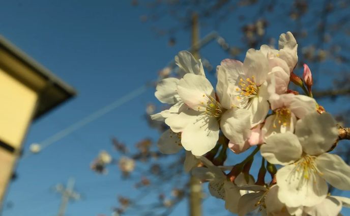 🌸