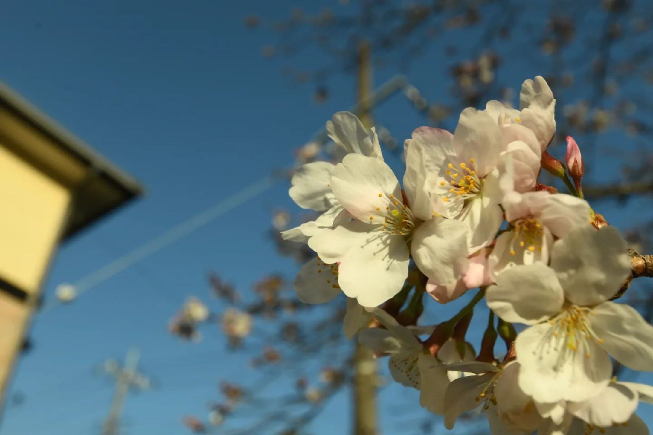 🌸-1