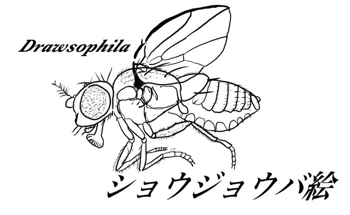 ショウジョウバ絵