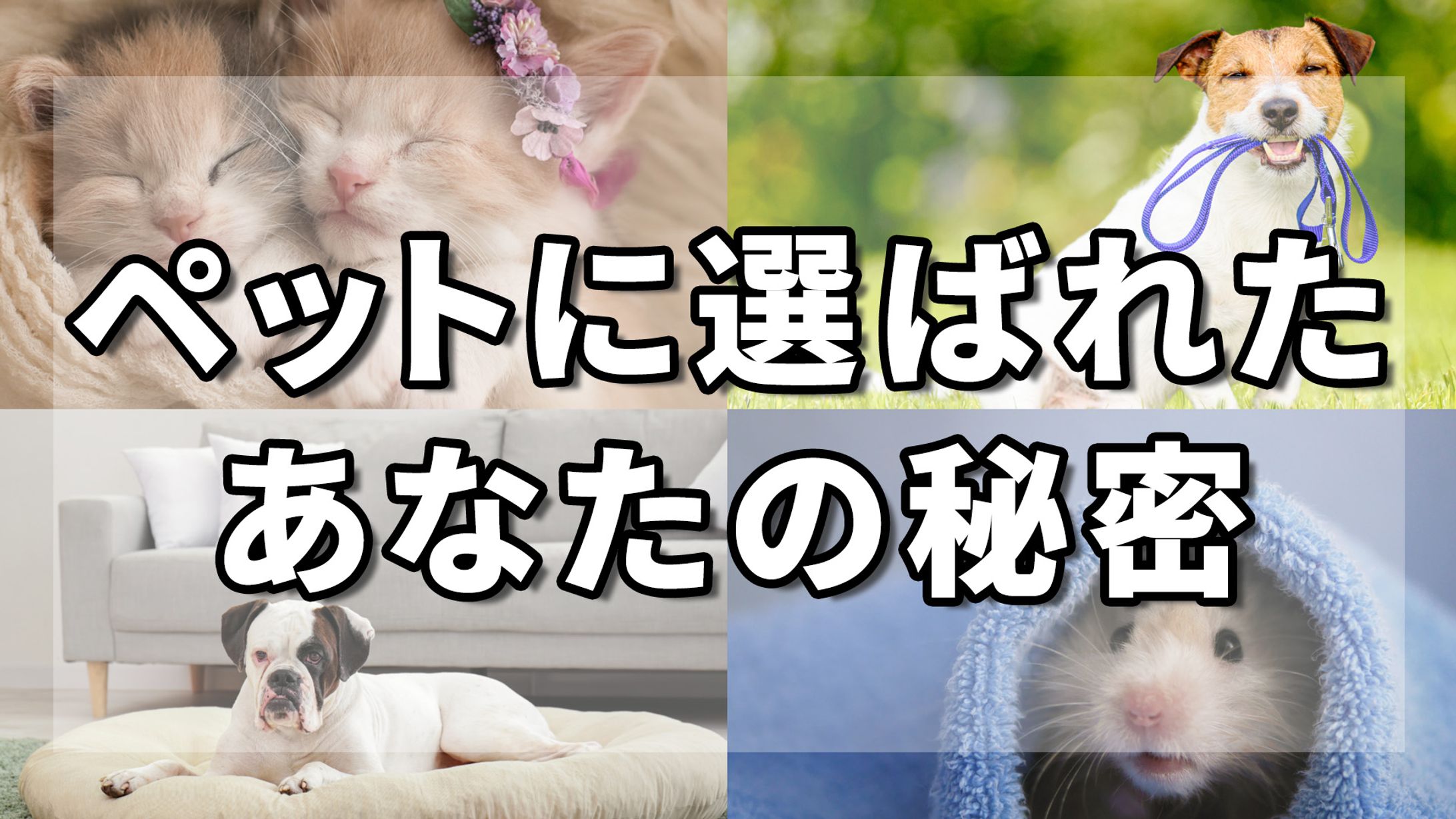 ペット系スピリチュアルチャンネル　サムネ-1