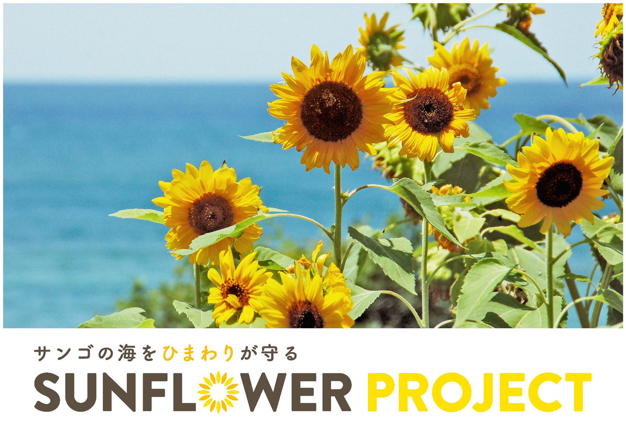 【Web,Logo】SUNFLOWER PROJECT-1