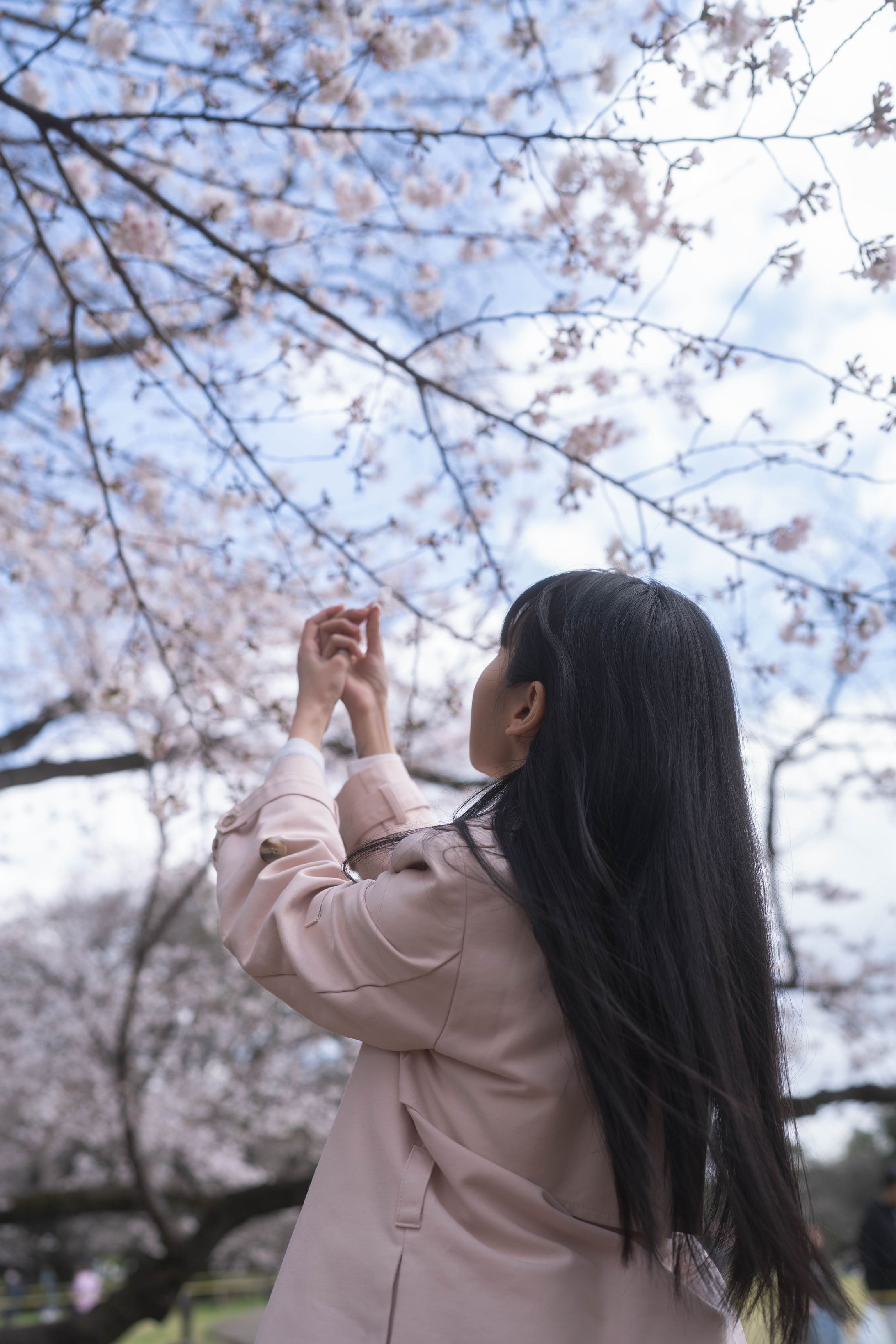 Pastel Spring : Cherry Blossom Memoir-1