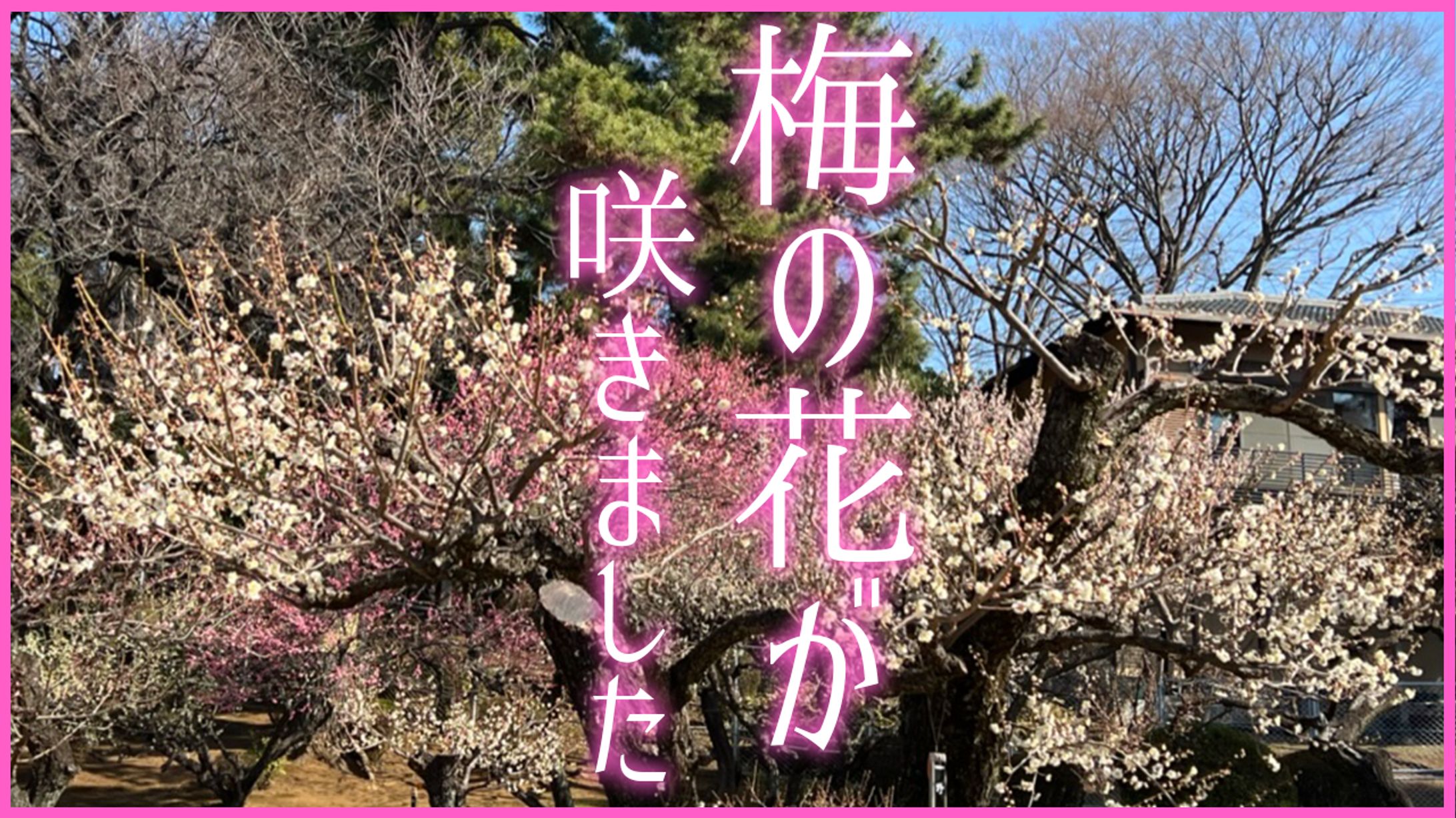 VLOG系サムネイル 梅公園 開花-1