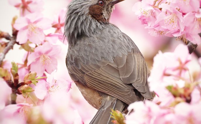 ヒヨドリ×桜