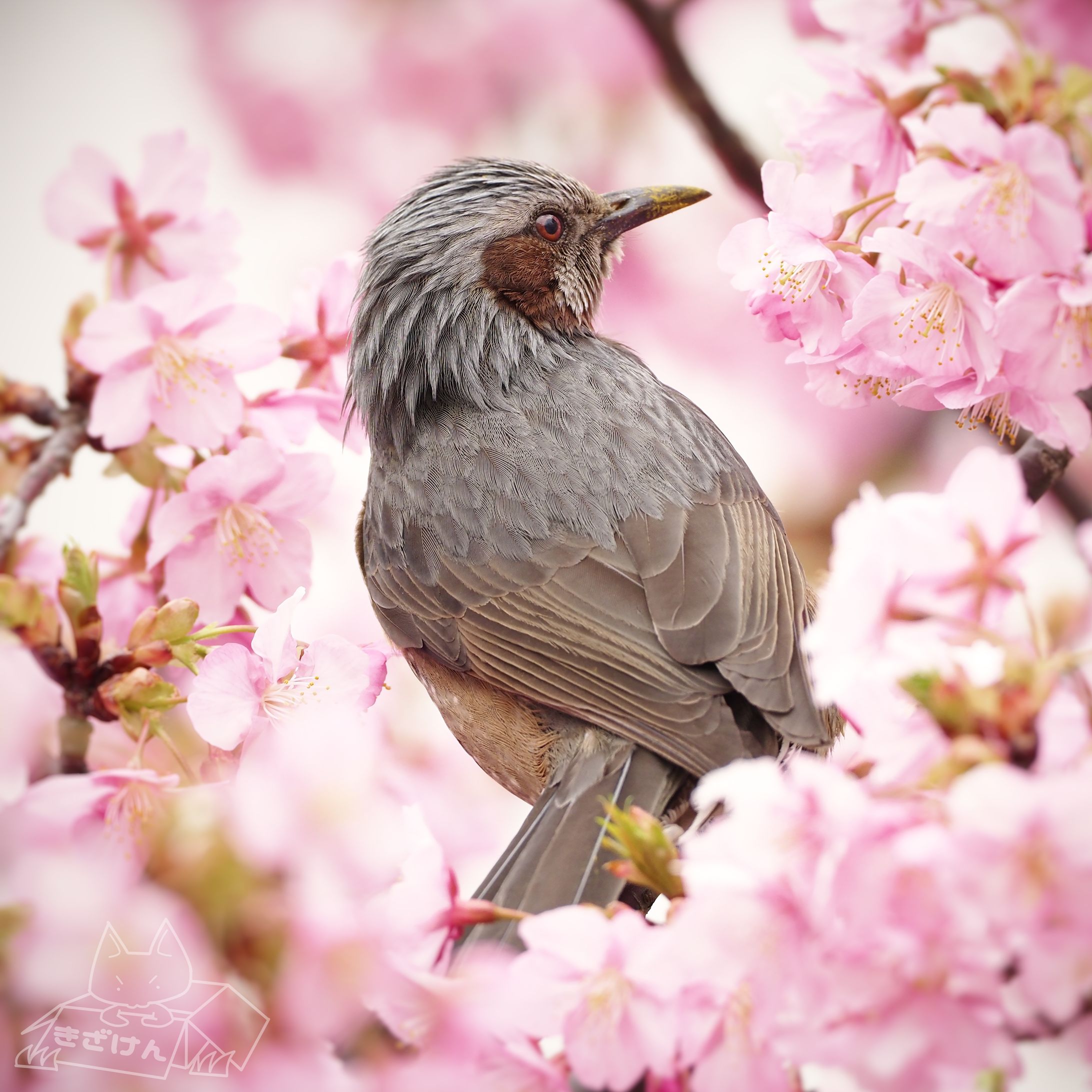 ヒヨドリ×桜-1
