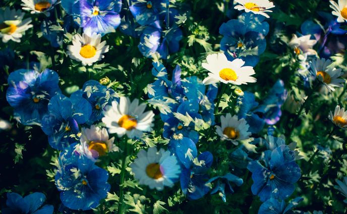 Spring Flowers in 2024