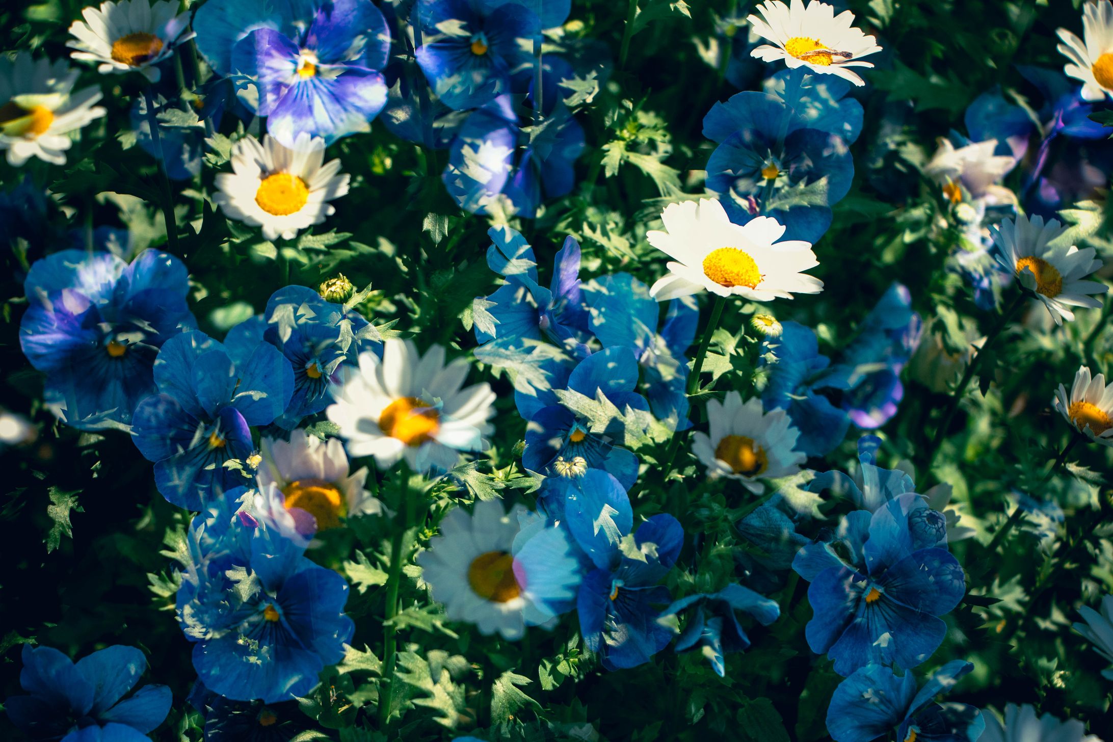 Spring Flowers in 2024-1