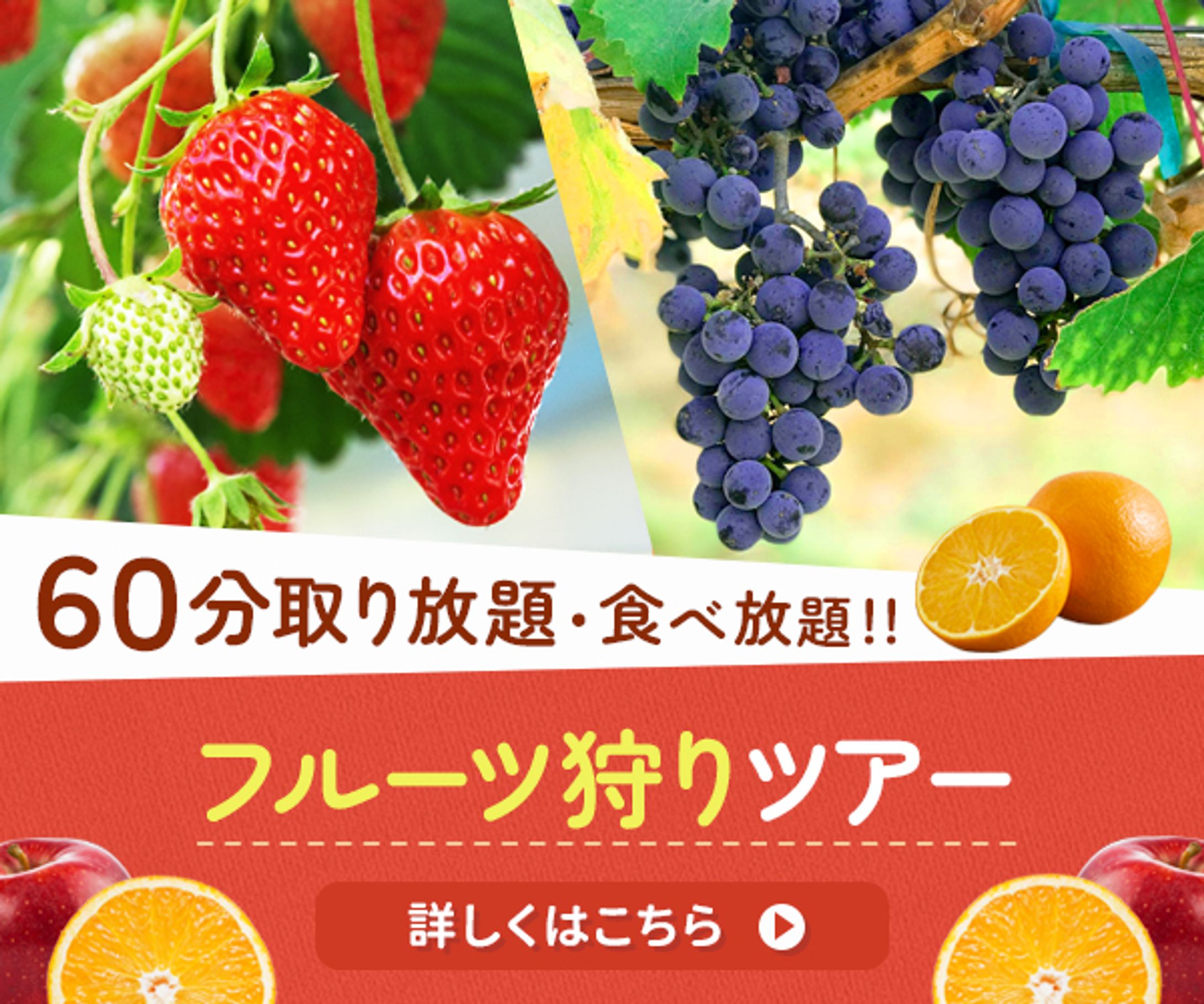 【バナー】フルーツ狩りツアー-1