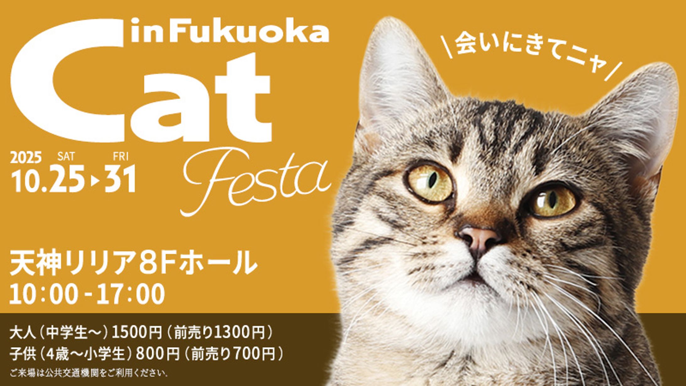 Cat フェスタ（オリジナル）-1