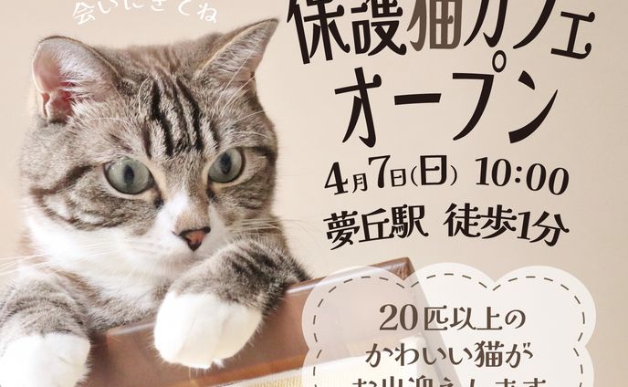保護猫カフェ