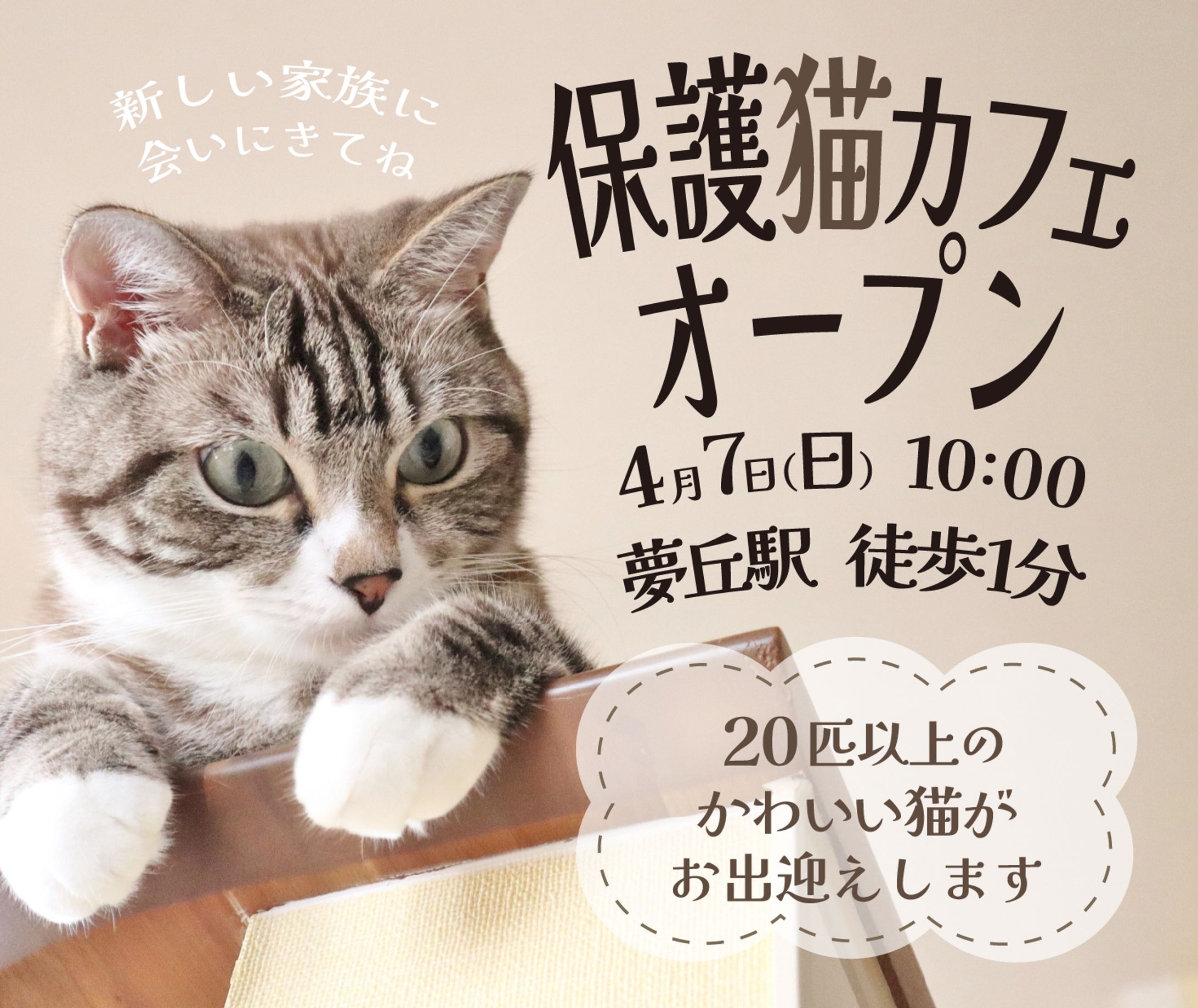 保護猫カフェ-1