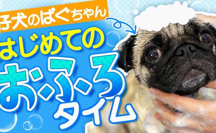サムネ、動物不使用のトリプシン