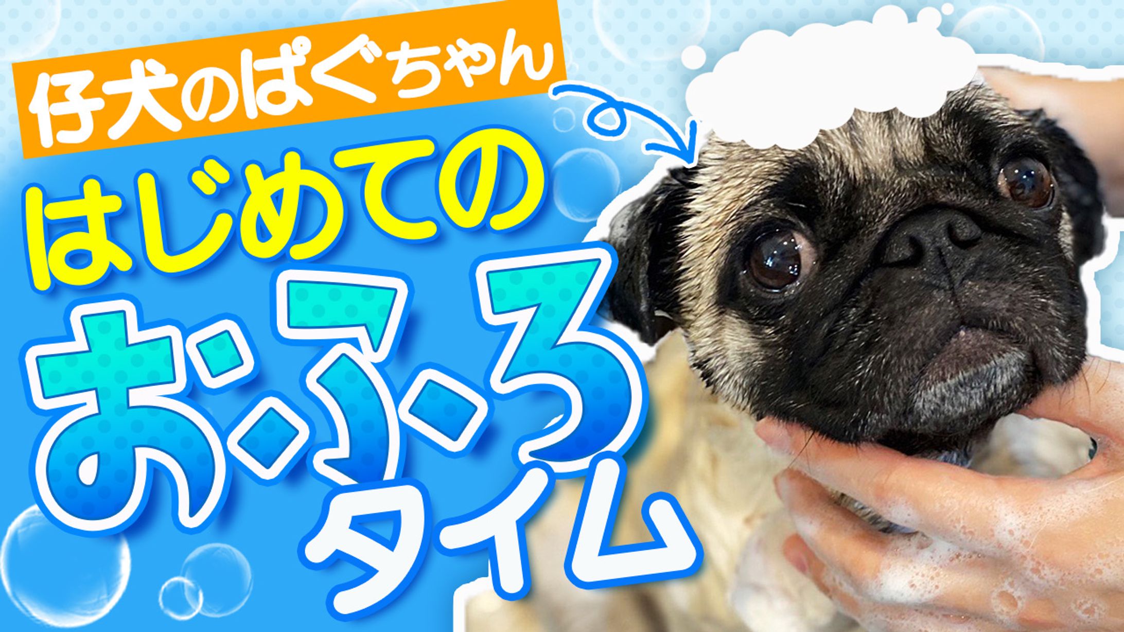 動物系サムネ-1