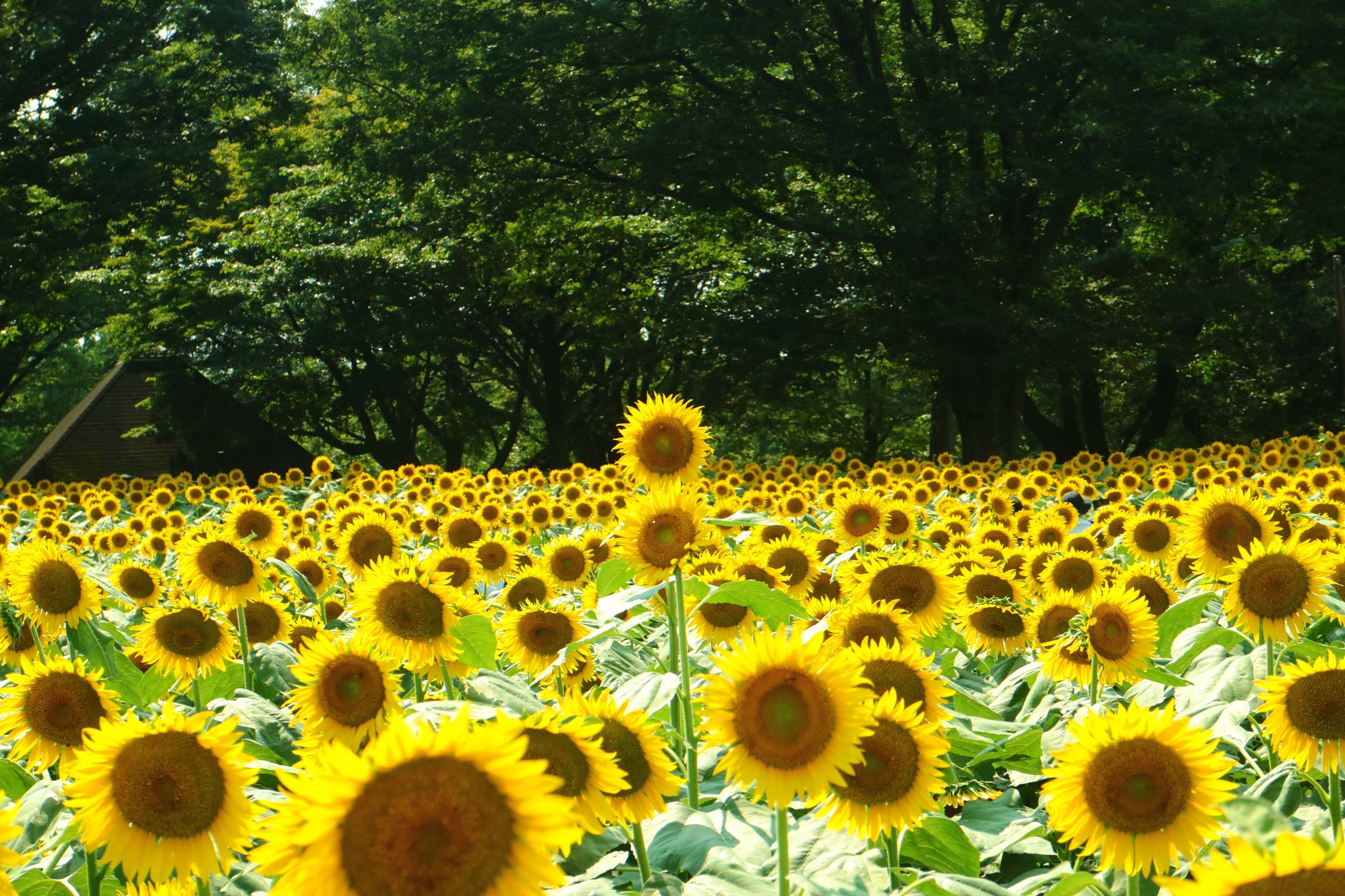 東京都　昭和記念公園ひまわり-1