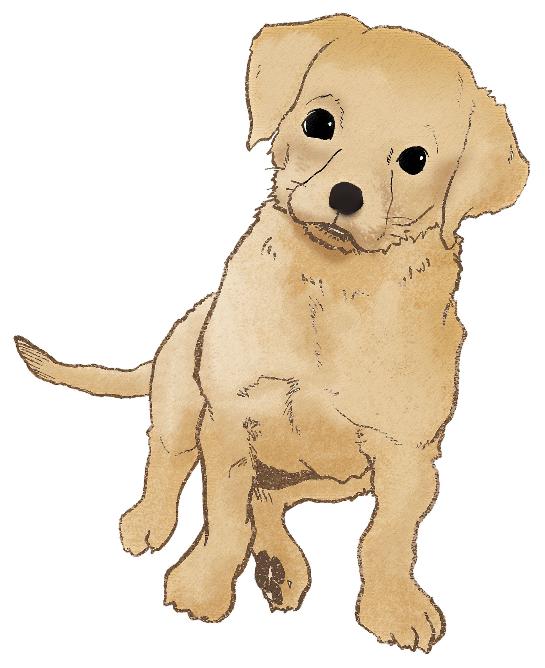 犬（レトリバー）-1