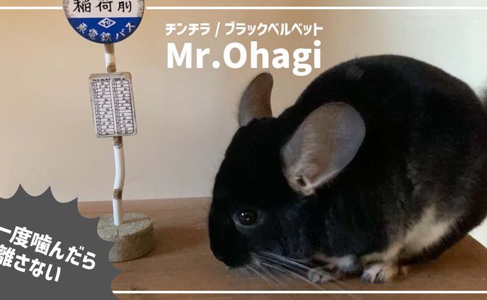 エディター、ムービー