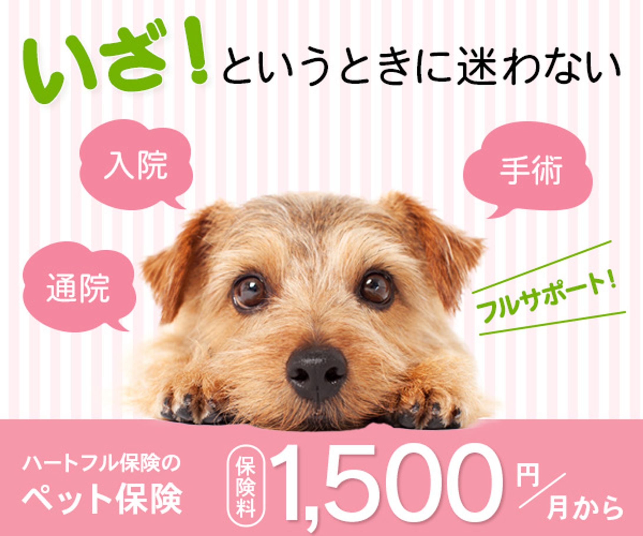 【バナー】ペット保険宣伝②-1