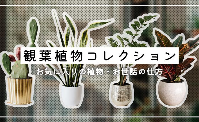 メイド、コレクションレビュー