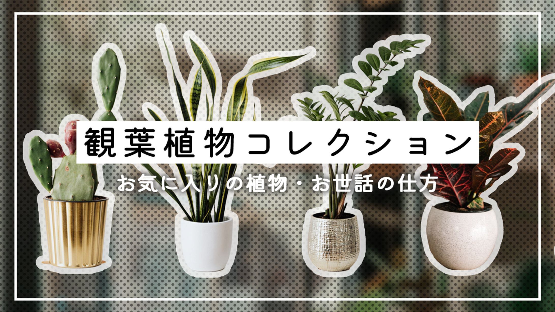 観葉植物コレクション-1